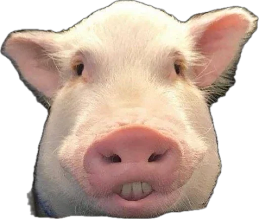 🐽 Стикер «pigspack» для Telegram