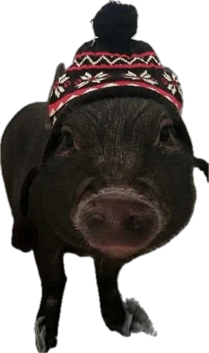 🐽 Стикер «pigspack» для Telegram