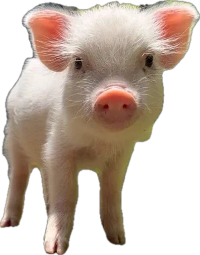 🐽 Стикер «pigspack» для Telegram