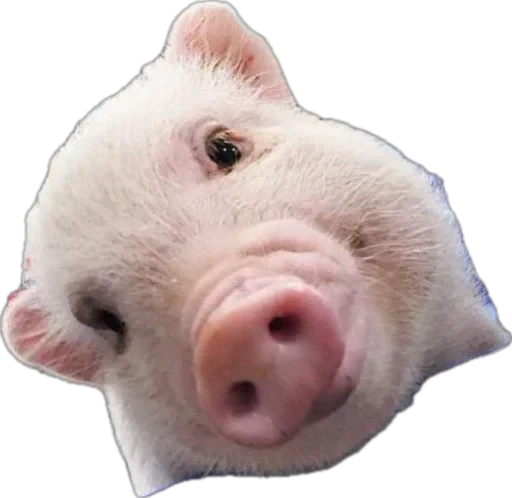 🐽 Стикер «pigspack» для Telegram
