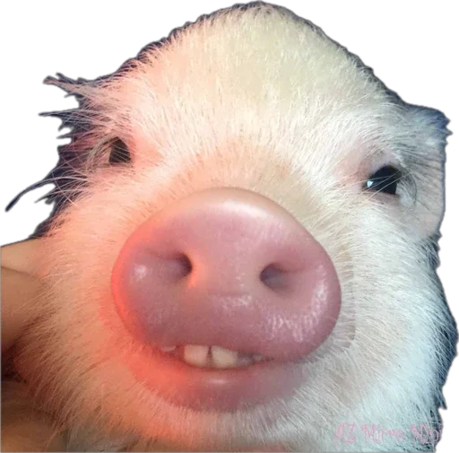 🐽 Стикер «pigspack» для Telegram