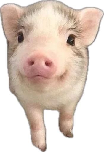🐽 Стикер «pigspack» для Telegram
