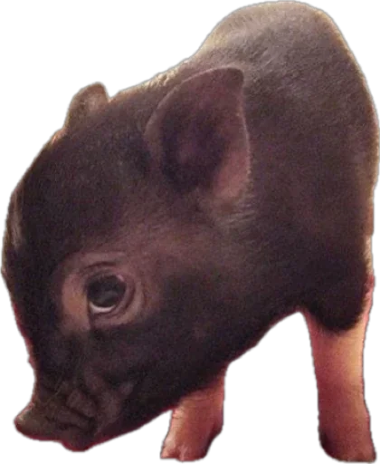 🐽 Стикер «pigspack» для Telegram