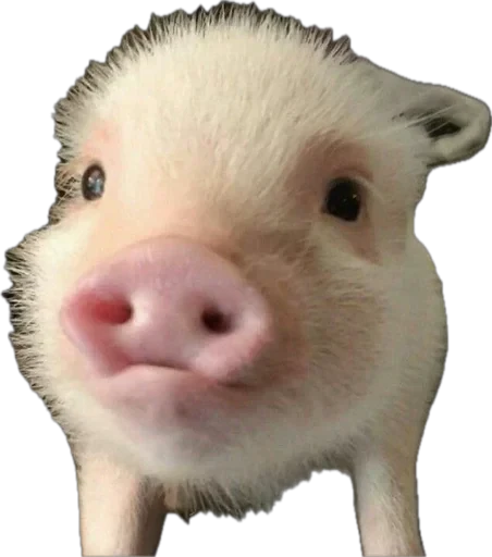 🐽 Стикер «pigspack» для Telegram