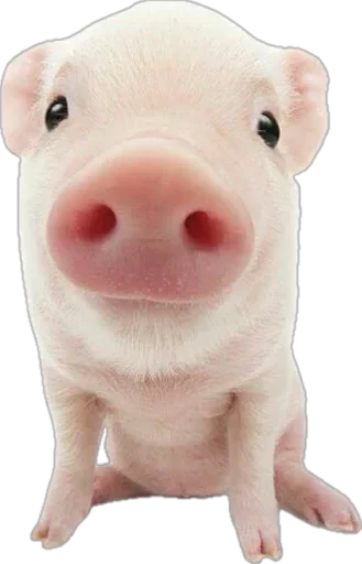 🤩 Стикер «pigspack» для Telegram