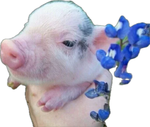 🐽 Стикер «pigspack» для Telegram