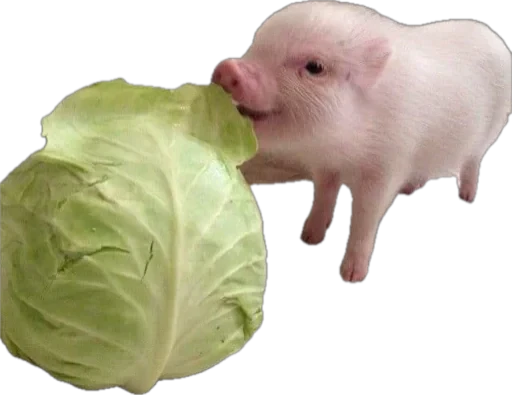 🐽 Стикер «pigspack» для Telegram