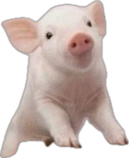 🐽 Стикер «pigspack» для Telegram