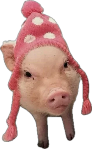 🐽 Стикер «pigspack» для Telegram