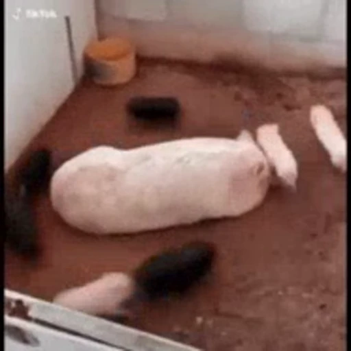 🐽 Стикер «pigspack» для Telegram