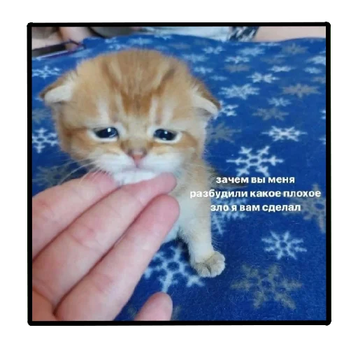 😢 Стикер «Пикчи (ingysk64)» для Telegram