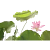 🤩 Эмодзи «Pingresa» для Telegram