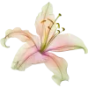 🤩 Эмодзи «Pink Green» для Telegram