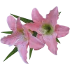🤩 Эмодзи «Pink Green» для Telegram