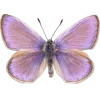 🤩 Эмодзи «fairy aura» для Telegram