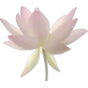 🤩 Эмодзи «fairy aura» для Telegram