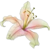 🤩 Эмодзи «fairy aura» для Telegram