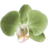 🤩 Эмодзи «fairy aura» для Telegram