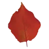 🤩 Эмодзи «Pink Brown Autumn» для Telegram