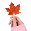 🤩 Эмодзи «Pink Brown Autumn» для Telegram