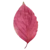 🤩 Эмодзи «Pink Brown Autumn» для Telegram