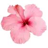 🤩 Эмодзи «pink #розовые #pink» для Telegram