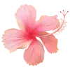 🤩 Эмодзи «pink #розовые #pink» для Telegram