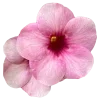 🤩 Эмодзи «pink #розовые #pink» для Telegram