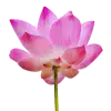 🤩 Эмодзи «pink #розовые #pink» для Telegram