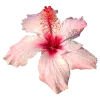 🤩 Эмодзи «pink #розовые #pink» для Telegram