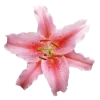 🤩 Эмодзи «pink #розовые #pink» для Telegram