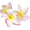 🤩 Эмодзи «pink #розовые #pink» для Telegram