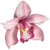 Стикерпак pink #розовые #pink для Telegram