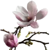 🤩 Эмодзи «pink #розовые #pink» для Telegram