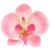 🤩 Эмодзи «pink #розовые #pink» для Telegram
