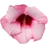 🤩 Эмодзи «pink #розовые #pink» для Telegram