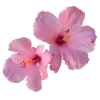 🖤 Эмодзи «pink #розовые #pink» для Telegram