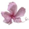 🖤 Эмодзи «pink #розовые #pink» для Telegram