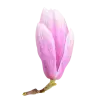 🤩 Эмодзи «pink #розовые #pink» для Telegram