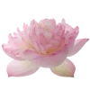 🤩 Эмодзи «pink #розовые #pink» для Telegram