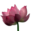 🤩 Эмодзи «pink #розовые #pink» для Telegram