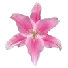 🤩 Эмодзи «pink #розовые #pink» для Telegram