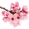 🤩 Эмодзи «pink #розовые #pink» для Telegram
