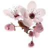 🌸 Эмодзи «pink #розовые #pink» для Telegram