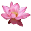 🖤 Эмодзи «pink #розовые #pink» для Telegram