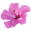 🤩 Эмодзи «pink #розовые #pink» для Telegram