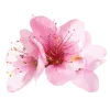 🤩 Эмодзи «pink #розовые #pink» для Telegram