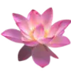 🪷 Эмодзи «pink #розовые #pink» для Telegram
