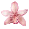 🤩 Эмодзи «pink #розовые #pink» для Telegram