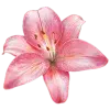 🤩 Эмодзи «pink #розовые #pink» для Telegram